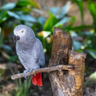 A Guide to Caring for African Gray Parrots