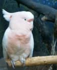 Denver Zoo parrot