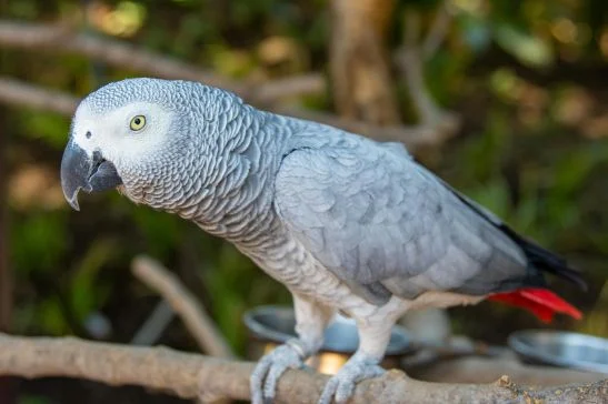 African Gray Parrot