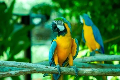 Blue and Yellow Macaws