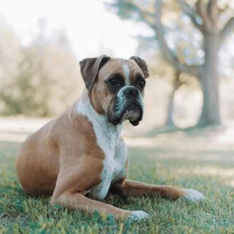 Boxer dog