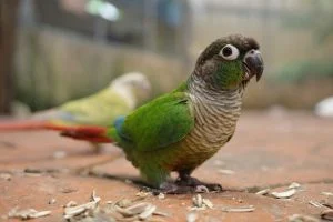 Conures: Colorful Companions for Your Home