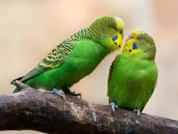 Green Budgies also known as parakeets