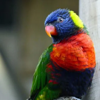 Intelligent and Playful Parrots