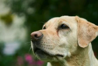 Labrador Retriever The Ever Patient Playmate