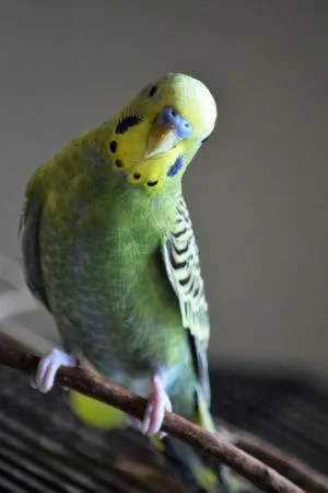 Parakeets A Colorful Companion for Home