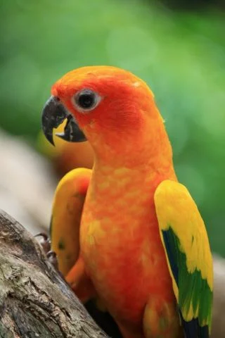 Sun Conure