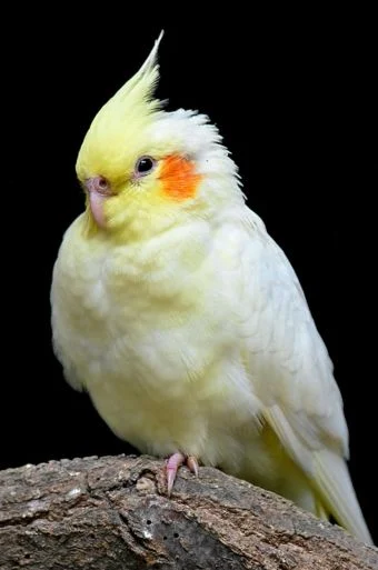 The Joy of Owning a Cockatiel