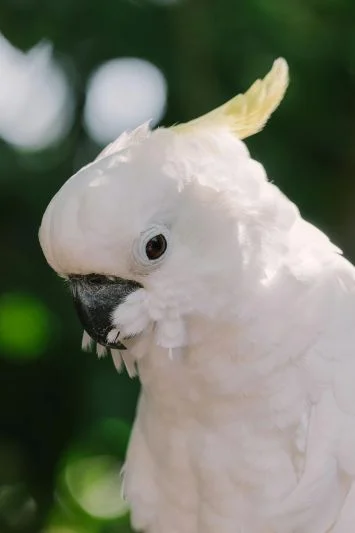 Yellow-Crested Cockatoo Bird